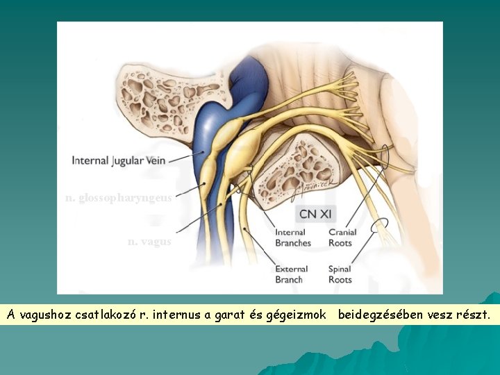 n. glossopharyngeus n. vagus A vagushoz csatlakozó r. internus a garat és gégeizmok beidegzésében