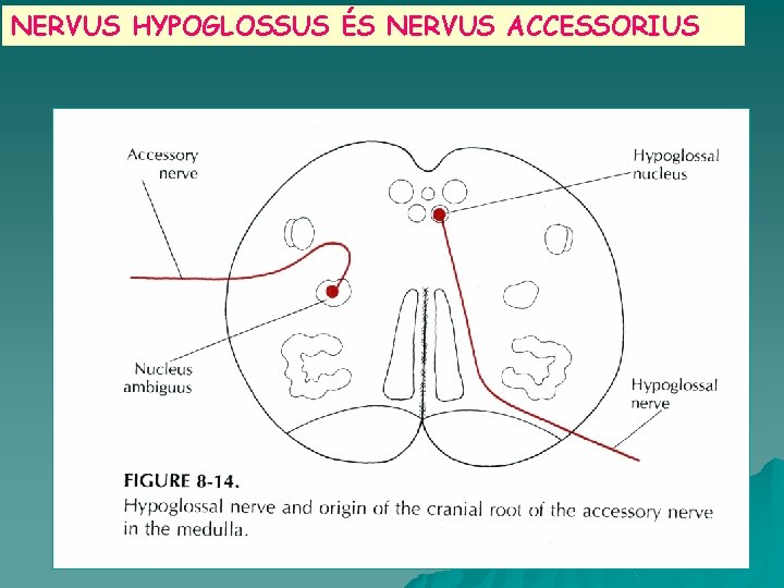 NERVUS HYPOGLOSSUS ÉS NERVUS ACCESSORIUS 