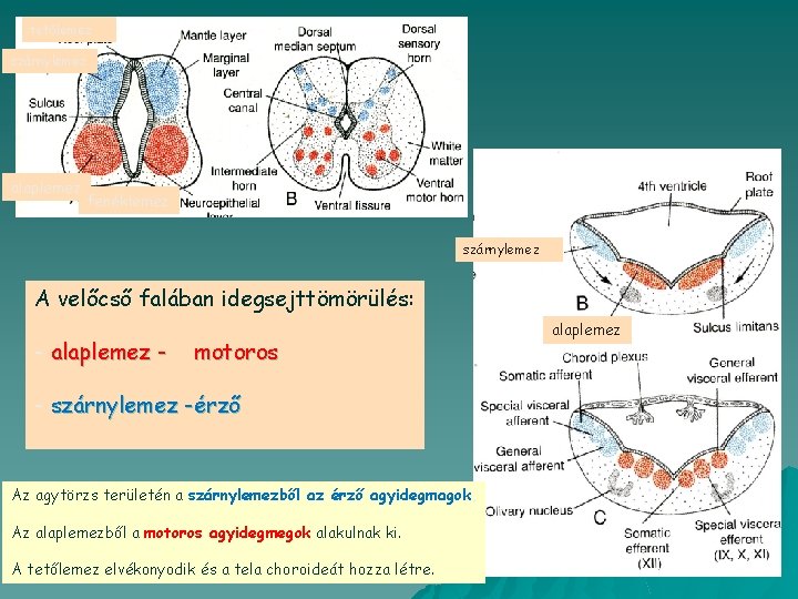 tetőlemez szárnylemez alaplemez fenéklemez szárnylemez A velőcső falában idegsejttömörülés: - alaplemez - motoros -