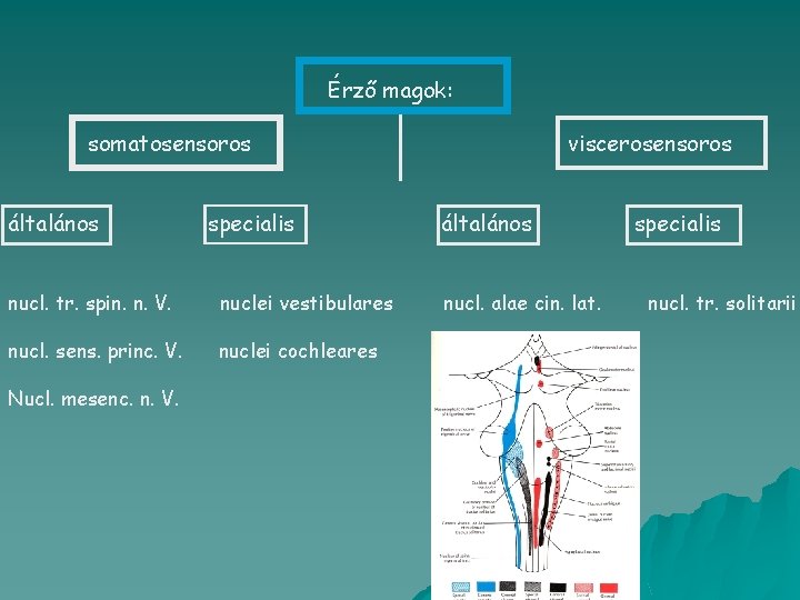 Érző magok: somatosensoros általános specialis nucl. tr. spin. n. V. nuclei vestibulares nucl. sens.