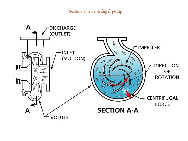 Section of a centrifugal pump 