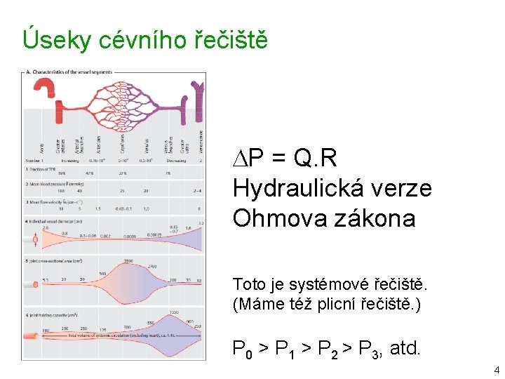 Úseky cévního řečiště DP = Q. R Hydraulická verze Ohmova zákona Toto je systémové