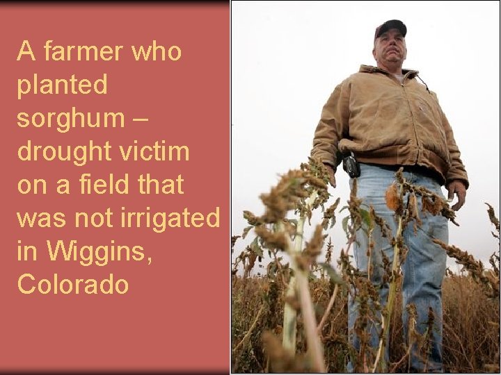 A farmer who planted sorghum – drought victim on a field that was not