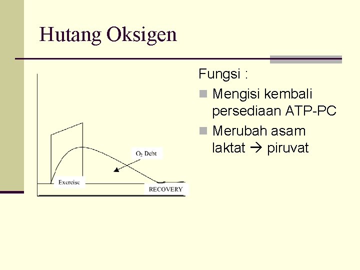 Hutang Oksigen Fungsi : n Mengisi kembali persediaan ATP-PC n Merubah asam laktat piruvat