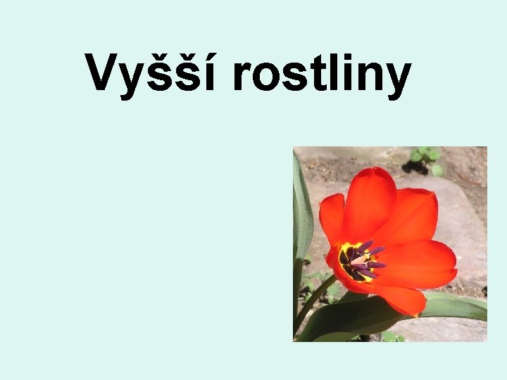 Vyšší rostliny 