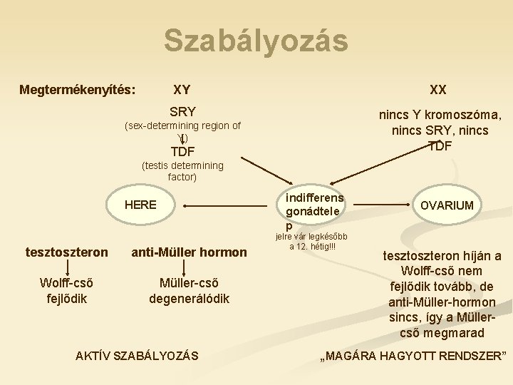 Szabályozás Megtermékenyítés: XY XX SRY nincs Y kromoszóma, nincs SRY, nincs TDF (sex-determining region