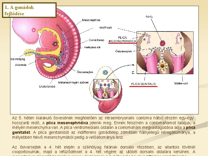 1. A gonádok fejlődése Az 5. héten kialakuló ősvesének megfelelően az intraembryonalis coeloma hátsó