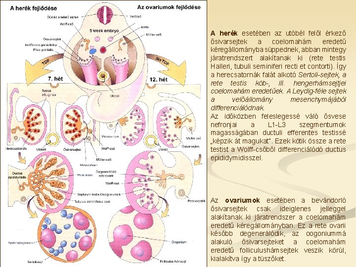 A herék esetében az utóbél felől érkező ősivarsejtek a coelomahám eredetű kéregállományba süppednek, abban