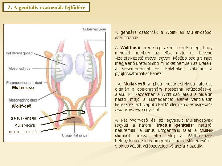 2. A genitális csatornák fejlődése A genitális csatornák a Wolff- és Müller-csőből származnak. A