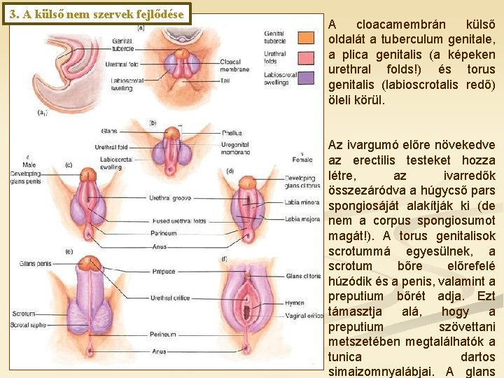 3. A külső nem szervek fejlődése A cloacamembrán külső oldalát a tuberculum genitale, a