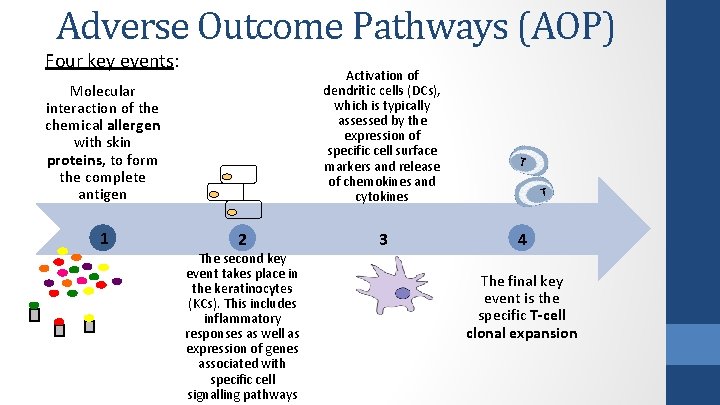 Adverse Outcome Pathways (AOP) Four key events: Activation of dendritic cells (DCs), which is