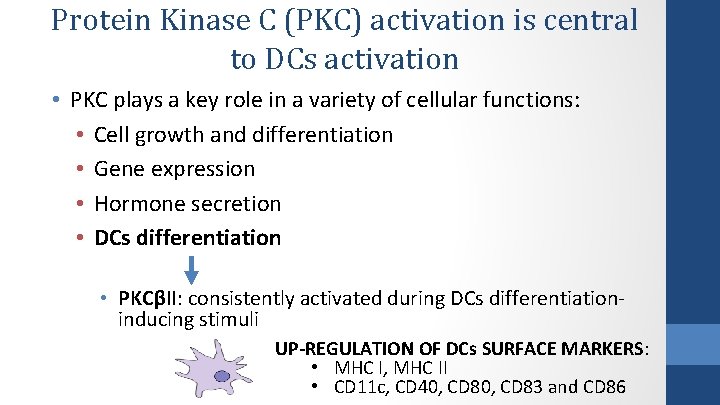Protein Kinase C (PKC) activation is central to DCs activation • PKC plays a