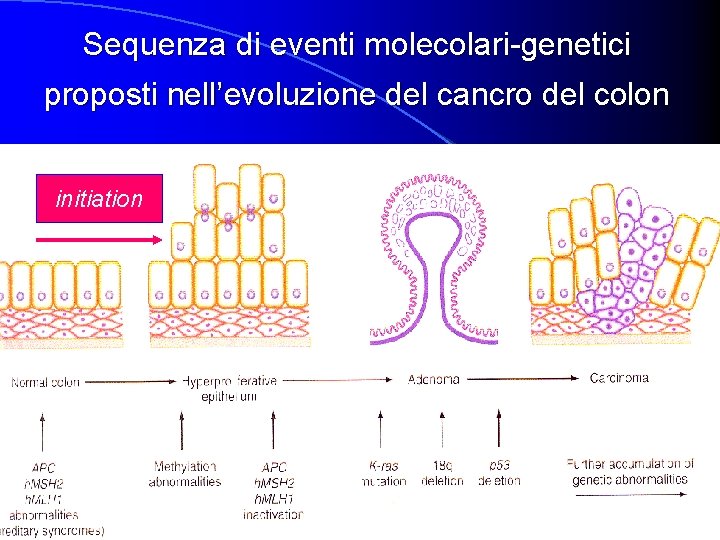 Sequenza di eventi molecolari-genetici proposti nell’evoluzione del cancro del colon initiation 