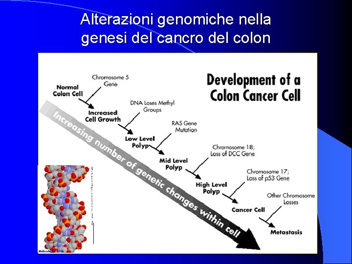 Alterazioni genomiche nella genesi del cancro del colon 