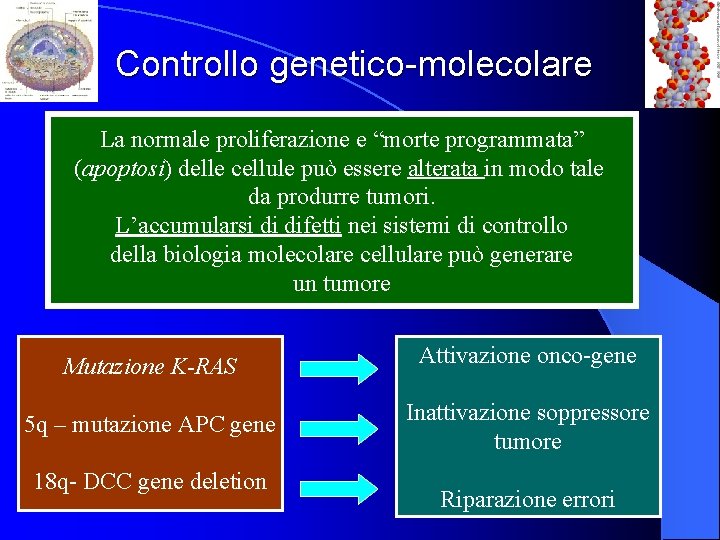 Controllo genetico-molecolare La normale proliferazione e “morte programmata” (apoptosi) delle cellule può essere alterata