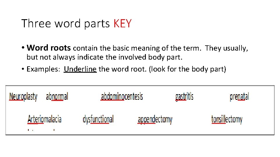 Three word parts KEY • Word roots contain the basic meaning of the term.