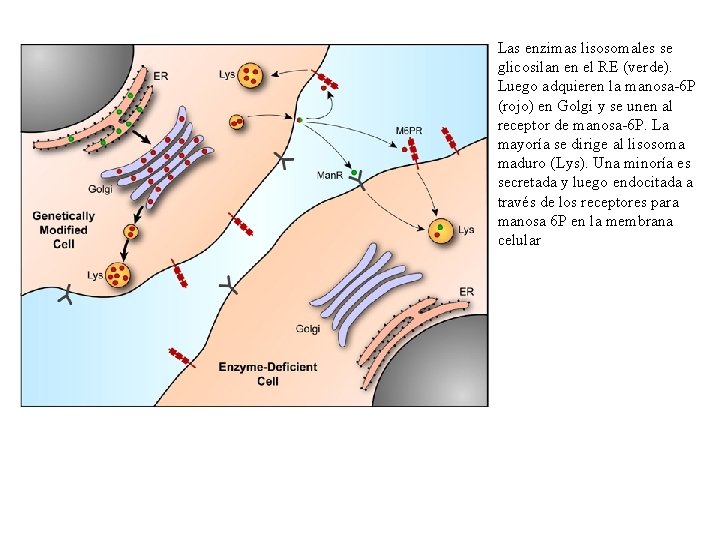 Las enzimas lisosomales se glicosilan en el RE (verde). Luego adquieren la manosa-6 P