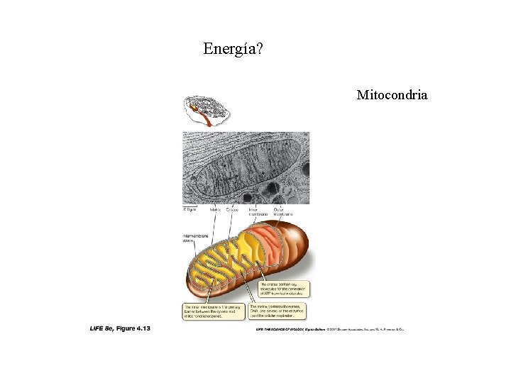 Energía? Mitocondria 