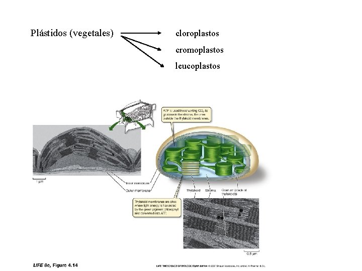 Plástidos (vegetales) cloroplastos cromoplastos leucoplastos 