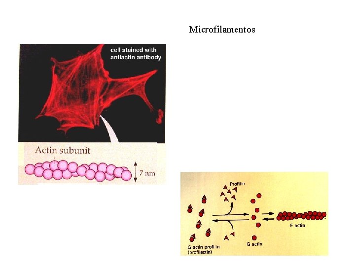 Microfilamentos 