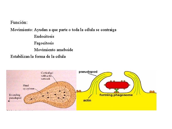 Función: Movimiento: Ayudan a que parte o toda la célula se contraiga Endocitosis Fagocitosis