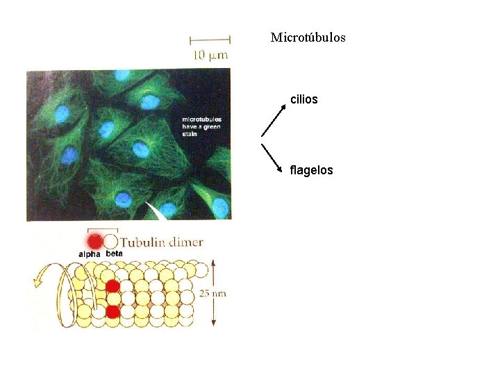 Microtúbulos cilios flagelos 