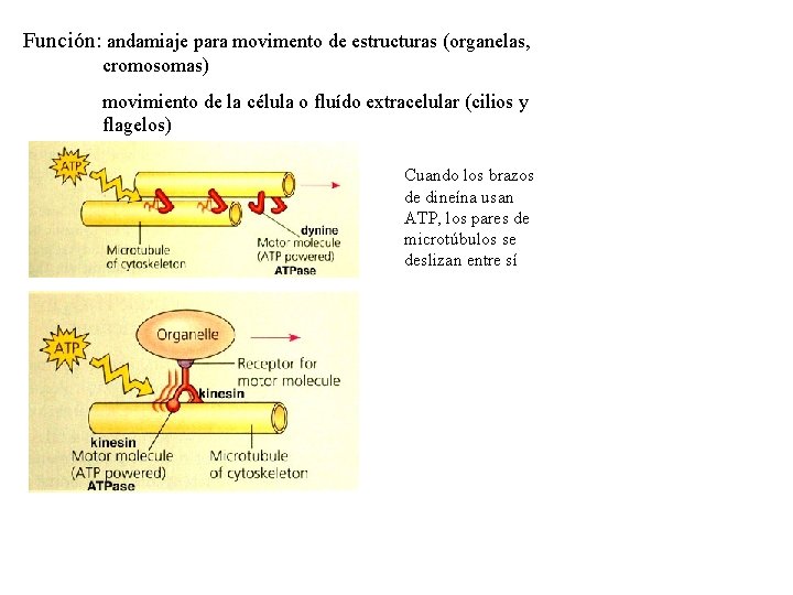 Función: andamiaje para movimento de estructuras (organelas, cromosomas) movimiento de la célula o fluído