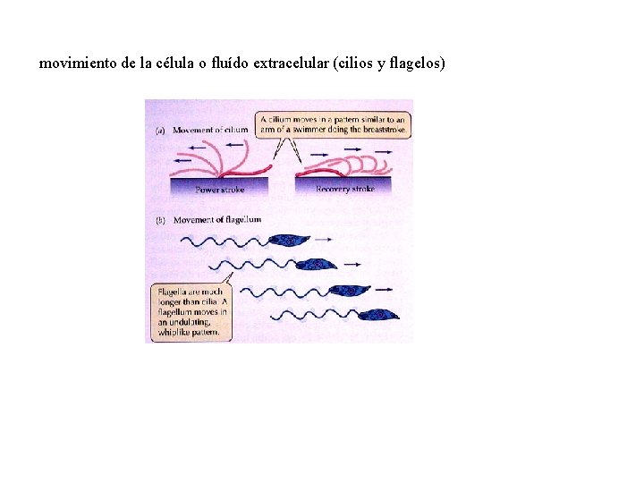 movimiento de la célula o fluído extracelular (cilios y flagelos) 