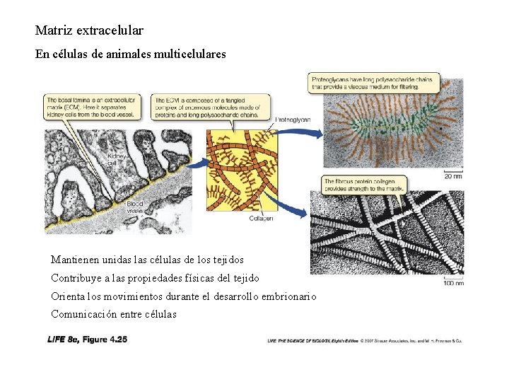 Matriz extracelular En células de animales multicelulares Mantienen unidas las células de los tejidos