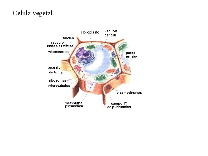 Célula vegetal 