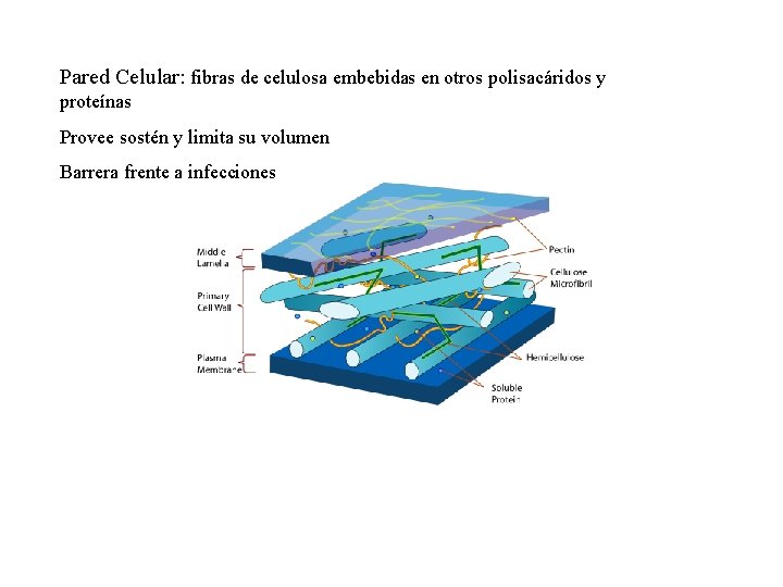 Pared Celular: fibras de celulosa embebidas en otros polisacáridos y proteínas Provee sostén y