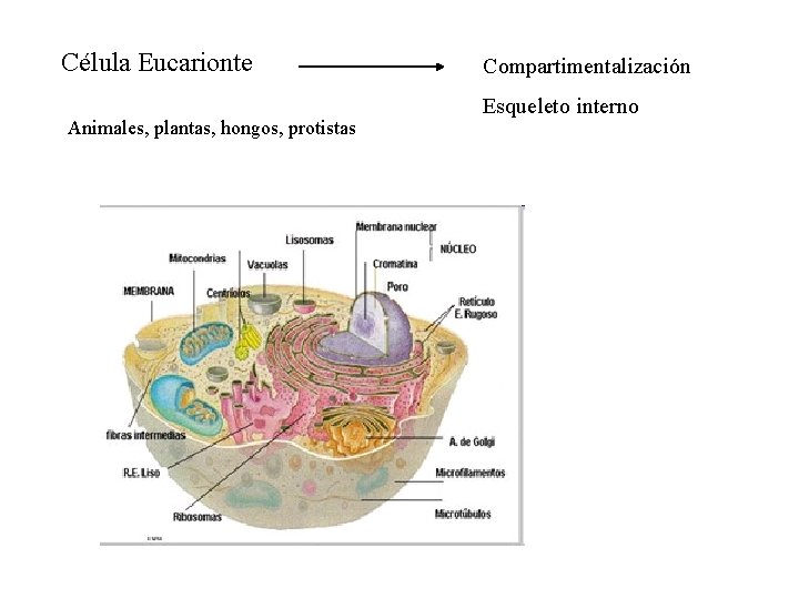 Célula Eucarionte Animales, plantas, hongos, protistas Compartimentalización Esqueleto interno 