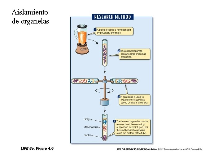 Aislamiento de organelas 