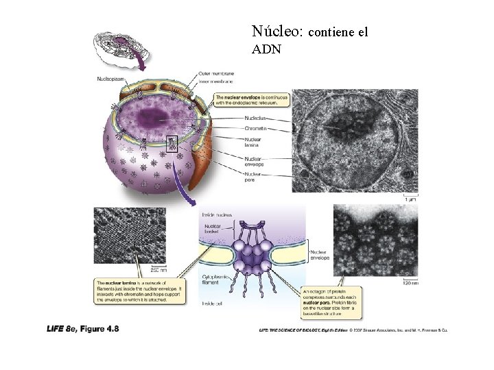 Núcleo: contiene el ADN 