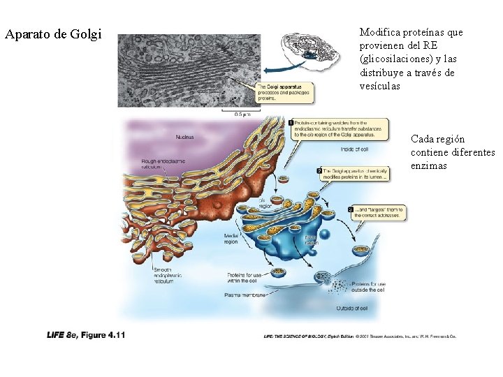 Aparato de Golgi Modifica proteínas que provienen del RE (glicosilaciones) y las distribuye a