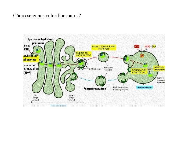 Cómo se generan los lisosomas? 