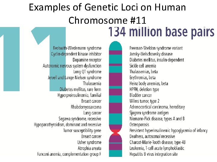 Examples of Genetic Loci on Human Chromosome #11 
