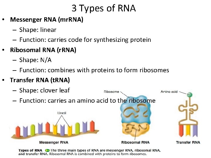 3 Types of RNA • Messenger RNA (mr. RNA) – Shape: linear – Function: