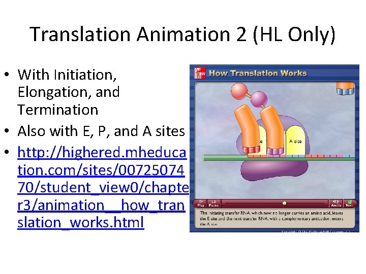 Translation Animation 2 (HL Only) • With Initiation, Elongation, and Termination • Also with