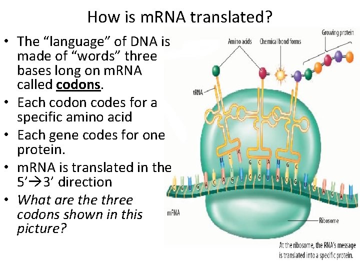 How is m. RNA translated? • The “language” of DNA is made of “words”