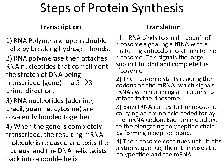 Steps of Protein Synthesis Transcription 1) RNA Polymerase opens double helix by breaking hydrogen