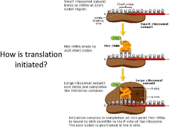 How is translation initiated? 