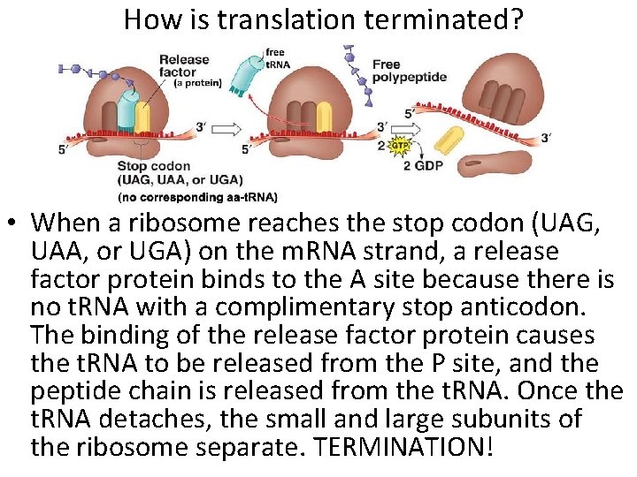 How is translation terminated? • When a ribosome reaches the stop codon (UAG, UAA,