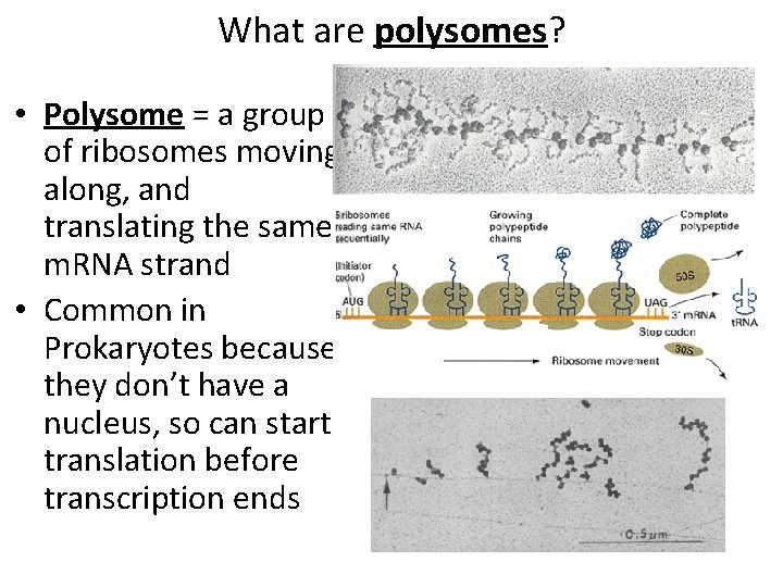 What are polysomes? • Polysome = a group of ribosomes moving along, and translating