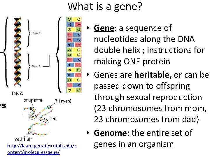What is a gene? http: //learn. genetics. utah. edu/c ontent/molecules/gene/ • Gene: a sequence