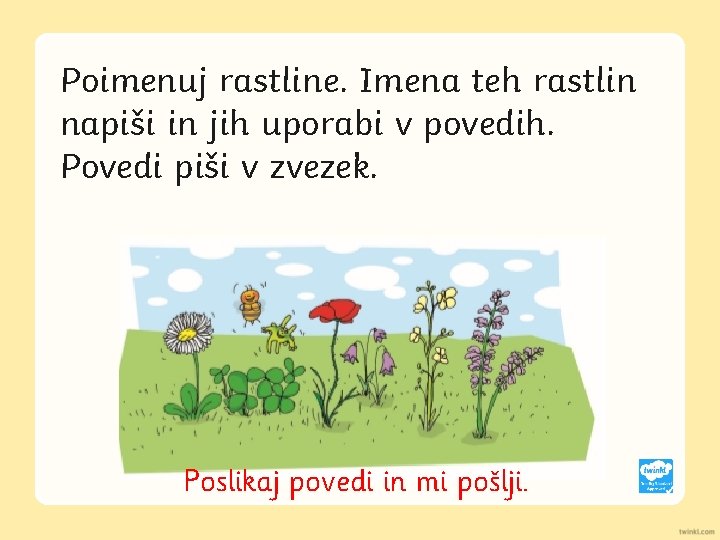 Poimenuj rastline. Imena teh rastlin napiši in jih uporabi v povedih. Povedi piši v