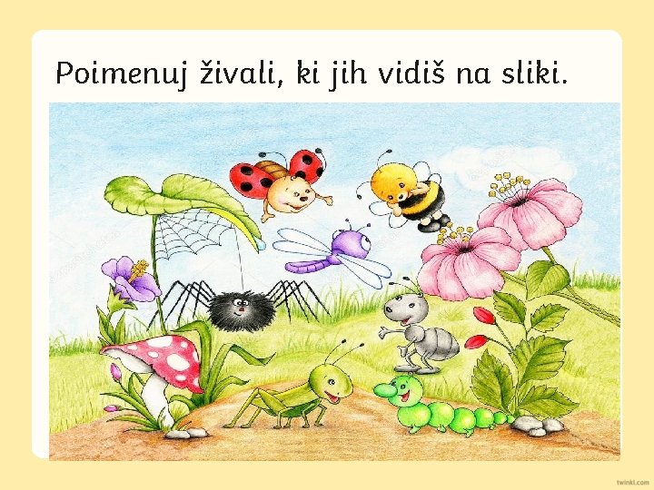 Poimenuj živali, ki jih vidiš na sliki. 