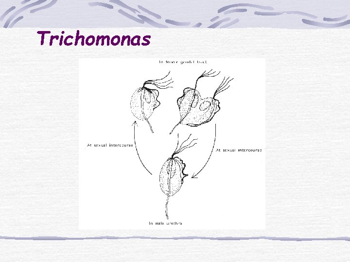 Trichomonas 