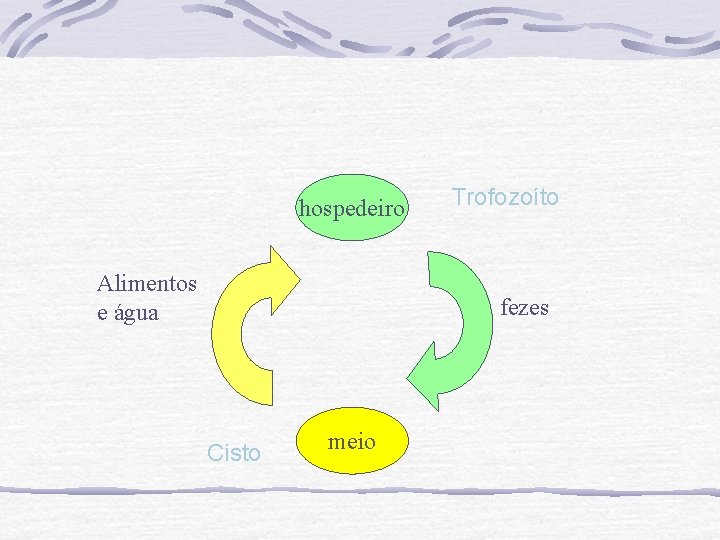 hospedeiro Alimentos e água Trofozoíto fezes Cisto meio 