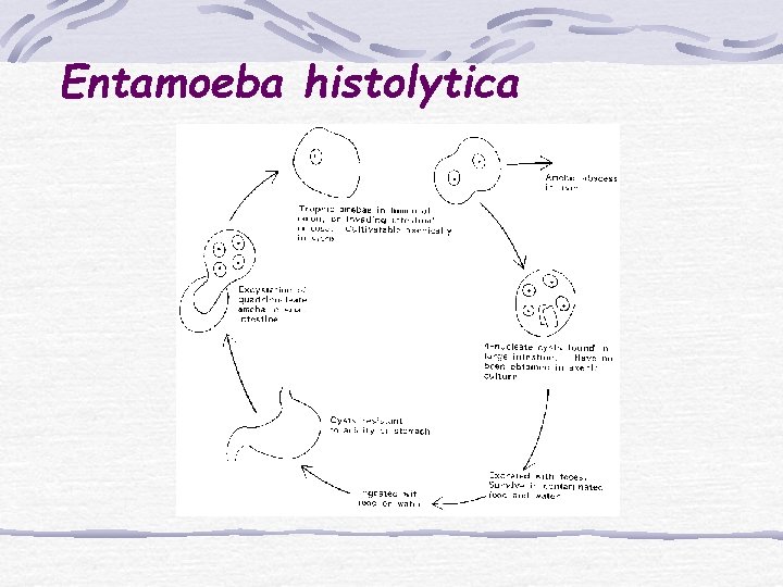 Entamoeba histolytica 
